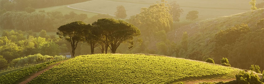 vins sud africains 00