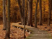 Parc en automne, Québec