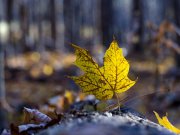 Bois de Laval, Québec