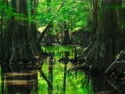 Forêt Bayou, Louisiane