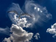 Vol de mouette, Acapulco