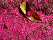 Fleurs fuchsia à Ilha Grande