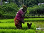 Plantation du riz, Kerala