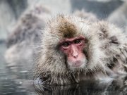 Macaques, parc Jigokudani